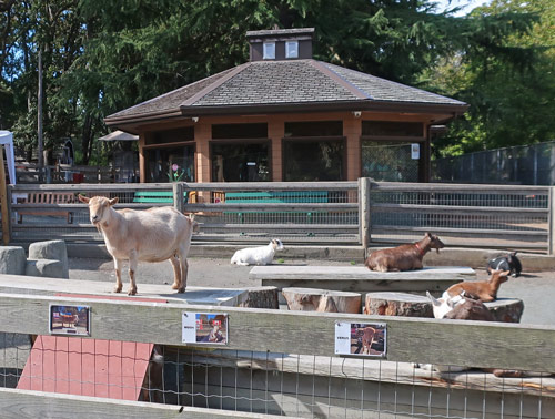 Beacon Hill Petting Zoo