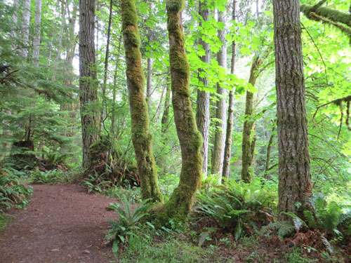 Forest on Vancouver Island